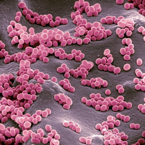 Micrococcus Micrococcus bacteria